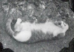 Puffy cat